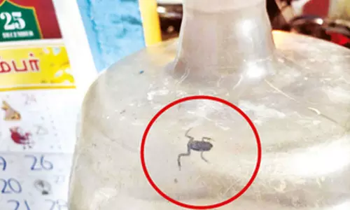 சுத்திகரிக்கப்பட்ட குடிநீர் கேனில் உயிருடன் இருந்த தவளை: பொதுமக்கள் அதிர்ச்சி