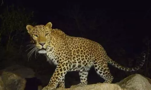 திருப்பதி மலைப்பாதையில் மீண்டும் சிறுத்தை நடமாட்டம்