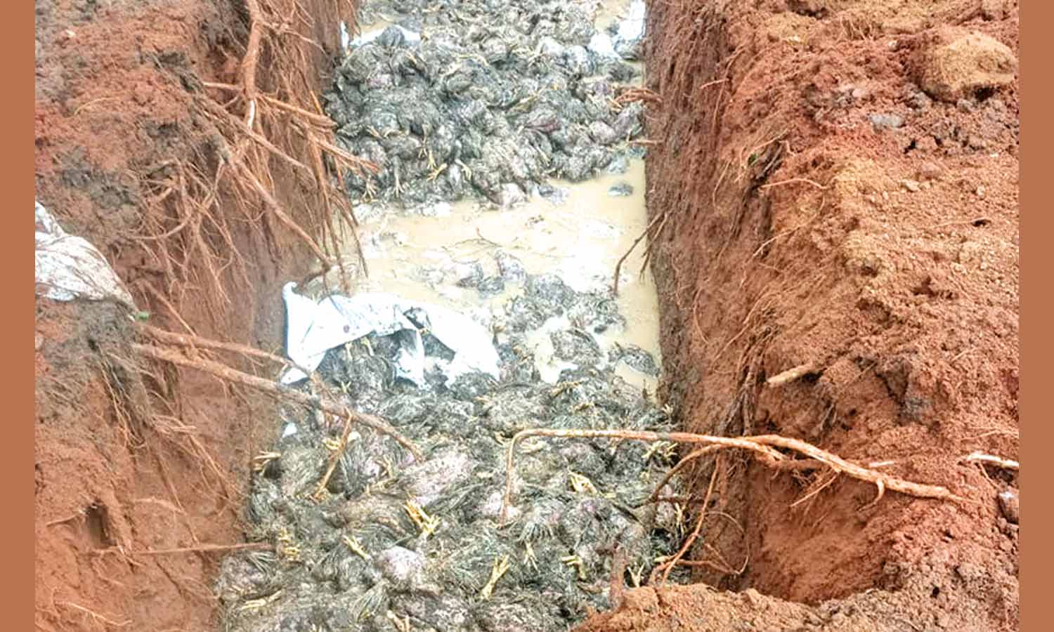 ஓட்டப்பிடாரம் அருகே பண்ணையில் புகுந்த வெள்ளத்தில் சிக்கி 18 ஆயிரம் கோழிகள் பலி