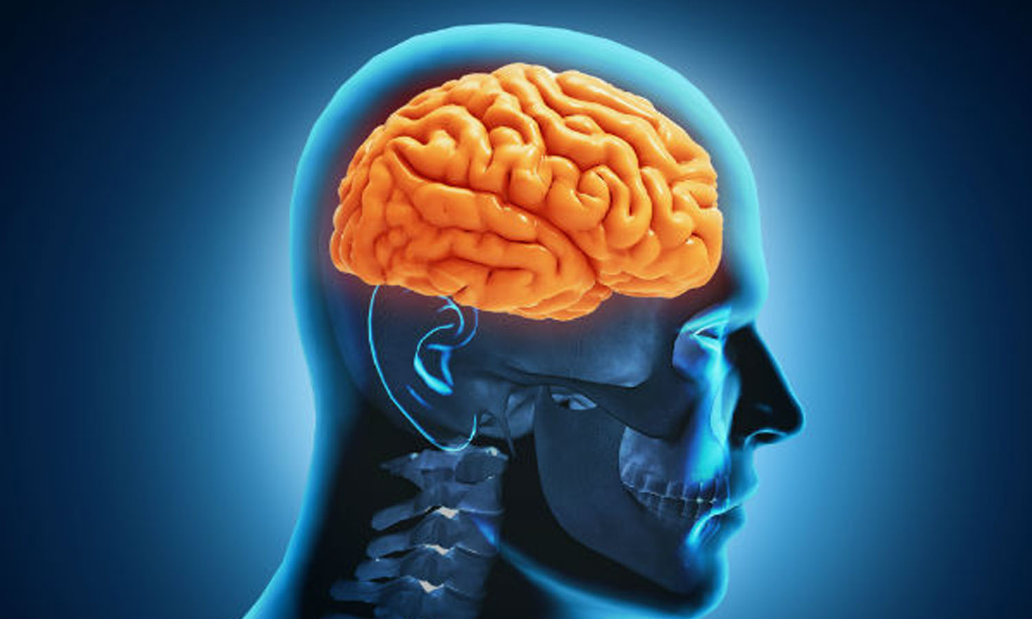 மூளை ஏன் முக்கிய உறுப்பாக கருதப்படுகிறது?
