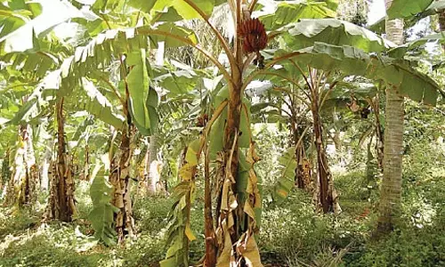 தாய் எட்டடி பாய்ந்தால் பிள்ளை பதினாறு அடி பாயும்