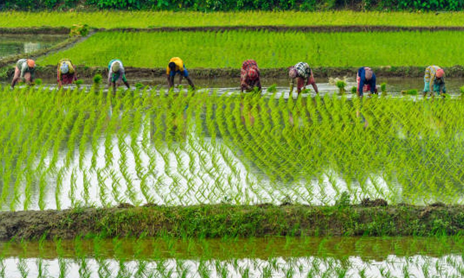 தேசிய விவசாயிகள் தினம் இன்று...