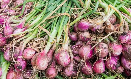 ஏற்றுமதி தடை- விலை சரிவால் நஷ்டத்தில் தவிக்கும் திருப்பூர் சின்ன வெங்காயம் சாகுபடி விவசாயிகள்