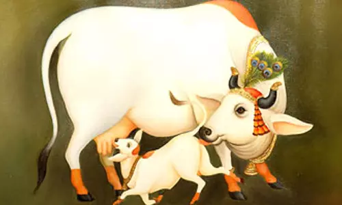 ஒவ்வொரு வீட்டிலும் வளர்க்க வேண்டிய அன்பு தெய்வம் பசு