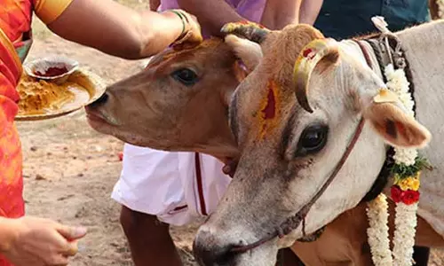 கோமாதா பூஜை செய்யும் முறை