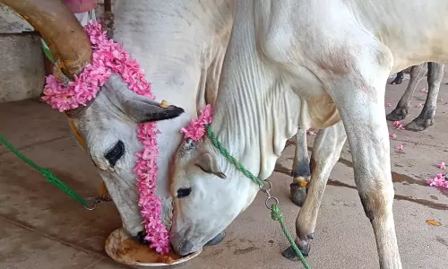 சவுபாக்கியம்  தரும்  கோபூஜை