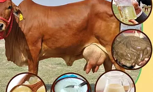 பாவங்களை அகற்றும் பஞ்ச கவ்யம்