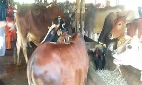 தெய்வ வழிபாட்டில் பஞ்சகவ்யம்