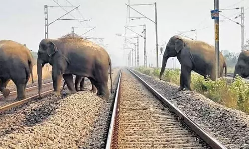 விசாகப்பட்டினம் அருகே காட்டு யானைகளால் ரெயில்கள் நடுவழியில் நிறுத்தம்