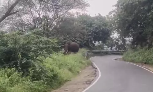 சாலையில் உலா வரும் ஒற்றை யானை- வாகன ஓட்டிகள் பீதி