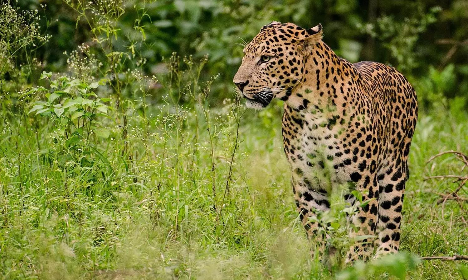 பொன்முடி பகுதியில் சிறுத்தைப்புலி நடமாட்டம்- பொதுமக்கள் பீதி