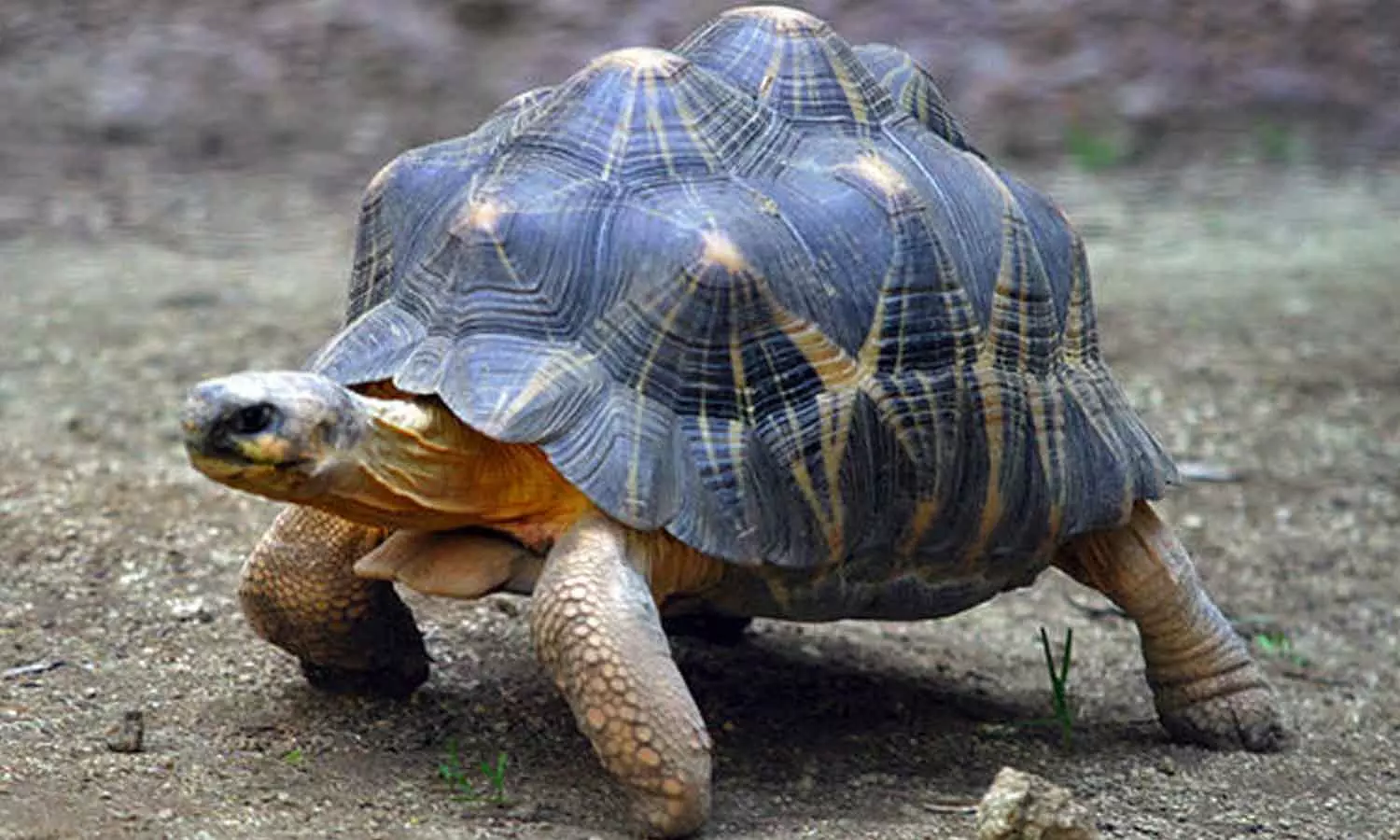 ஆமையைக் கொன்று சமைப்பதாக சமூக வலைதளத்தில் பரவிய வீடியோ: வனத்துறை விளக்கம் ஆமையைக் கொன்று சமைப்பதாக சமூக வலைதளத்தில் பரவிய வீடியோ: வனத்துறை விளக்கம்