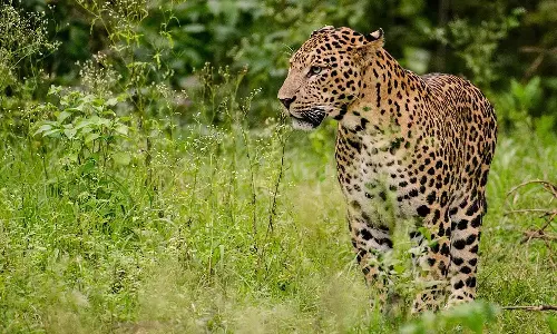 பொன்முடி பகுதியில் சிறுத்தைப்புலி நடமாட்டம்- பொதுமக்கள் பீதி