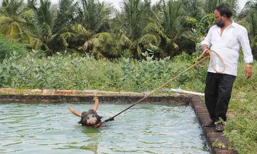 பிரத்யேக நீச்சல்குளம் அமைத்து  ஜல்லிக்கட்டு காளைகளுக்கு தீவிர பயிற்சி