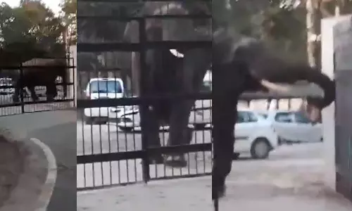 நீதிமன்ற வளாகத்திற்குள் நுழைந்த  யானை: அச்சத்தில் உறைந்த அதிகாரிகள்