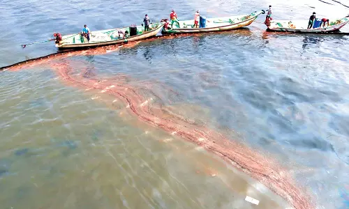 2017-ம் ஆண்டு பாதிப்புக்கு பிறகும் பாடம் கற்கவில்லை: எண்ணூர் எண்ணெய் கசிவால் பாழாகும் சுற்றுச்சூழல்-கடல்வளம்