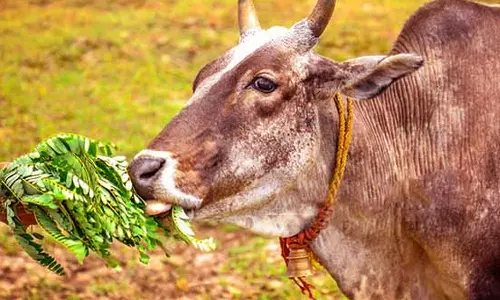 பசுவுக்கு  அகத்தி கீரை கொடுப்பதன்  பலன்  என்ன?