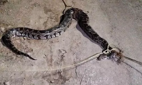 மலைப்பாம்பை கயிற்றால் கட்டிபோட்ட கிராமமக்கள்