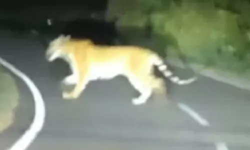 ஒரே நேரத்தில் சாலையை கடந்த புலி, யானை - வாகன ஓட்டிகள் பீதி