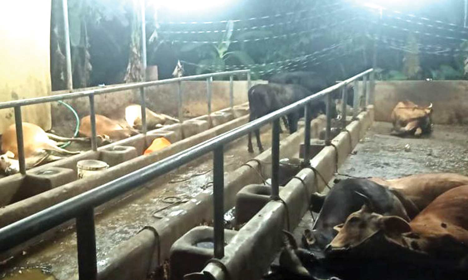 விவசாயத்தில் ஈடுபட்டதால் விருது பெற்ற மாணவர் வளர்த்து வந்த 13 மாடுகள் பரிதாப பலி