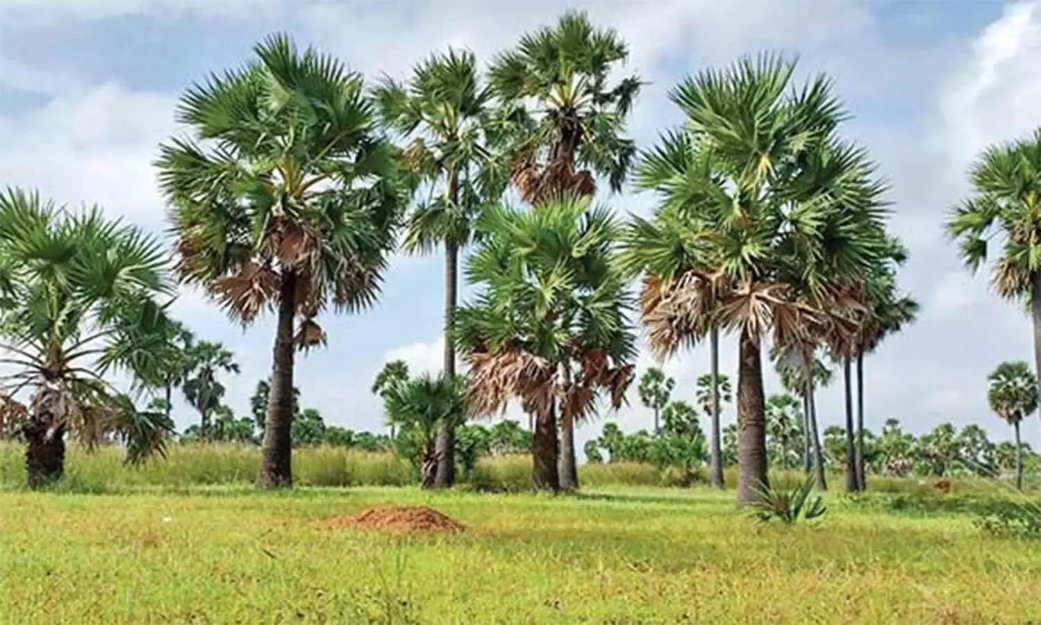 மனைக்கு ஆகாத மரங்கள் மனைக்கு ஆகாத மரங்கள்
