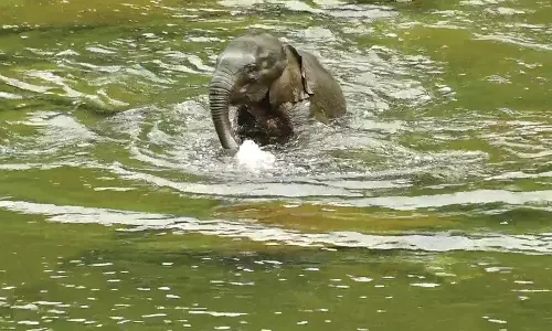 தாய் யானையுடன் சேர்ந்த மகிழ்ச்சியில் ஆற்றில் குளித்து ஆட்டம் போட்ட குட்டி யானை