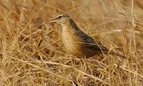 தெலுங்கானாவுக்கு வந்த அரிய வகை பறவை