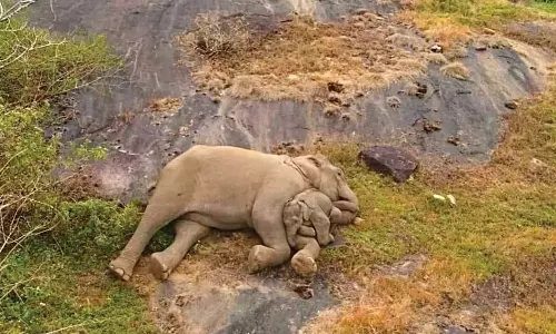 தாய் யானையுடன் பாறையில் படுத்து ஓய்வெடுத்த குட்டி யானை