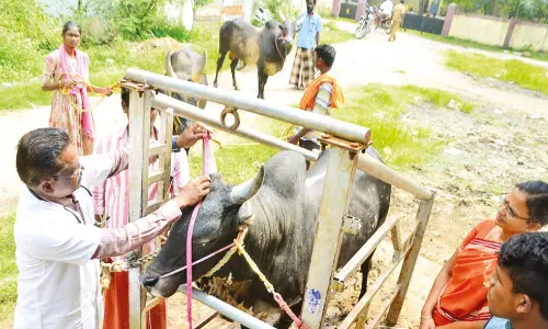 ஜல்லிக்கட்டு போட்டிகளில் பங்கேற்கும் காளைகளுக்கு மருத்துவ பரிசோதனை