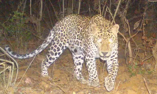 திருப்பதியில் சிறுத்தை தாக்குதலை தடுக்க நிரந்தர தீர்வு தேவை: ஐகோர்ட் உத்தரவு