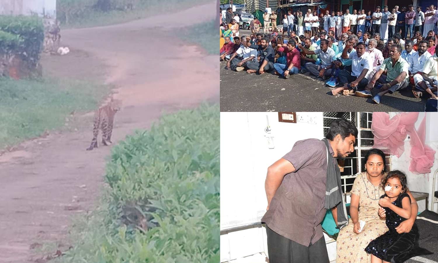 தொடர் அட்டகாசம்: சிறுத்தையை பிடிக்க கோரி கடை அடைப்பு-மறியல்