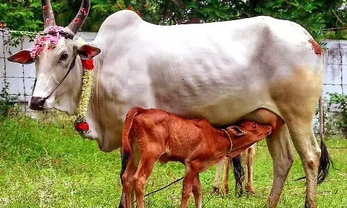 உயிர்ப்பாலாகும் பசும்பால்