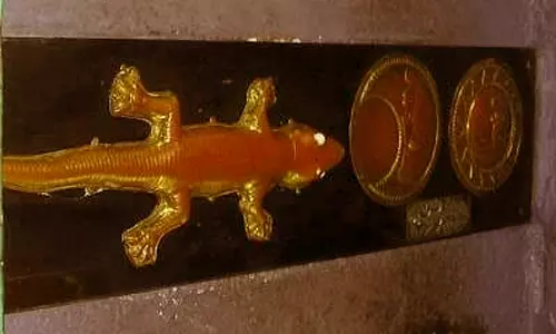 பல்லி தரிசனம்