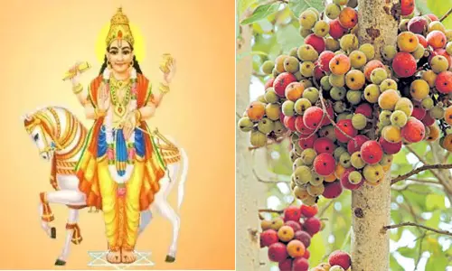 சுக்ரனின் அம்சமான அத்தி மரத்தின் மகிமை