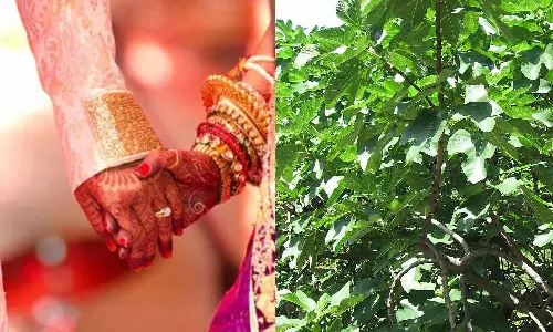 தாம்பத்ய சிக்கல்கள் நீக்கும் அத்திமரம்