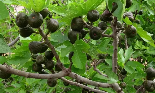 கல்ப மூலிகை-அத்தி