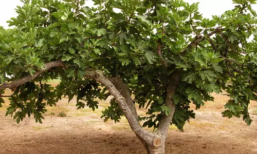 பல நோய்களுக்கு மருந்தாகும் அத்தி