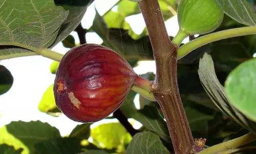 பறவைகளை ஈர்க்கும் அத்திமரம்