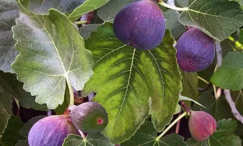 அத்திமர வகைகள்