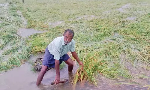 புதுச்சேரியில் 1,300 ஏக்கர் நெற்பயிர்கள் மழை வெள்ளத்தில் மூழ்கியது