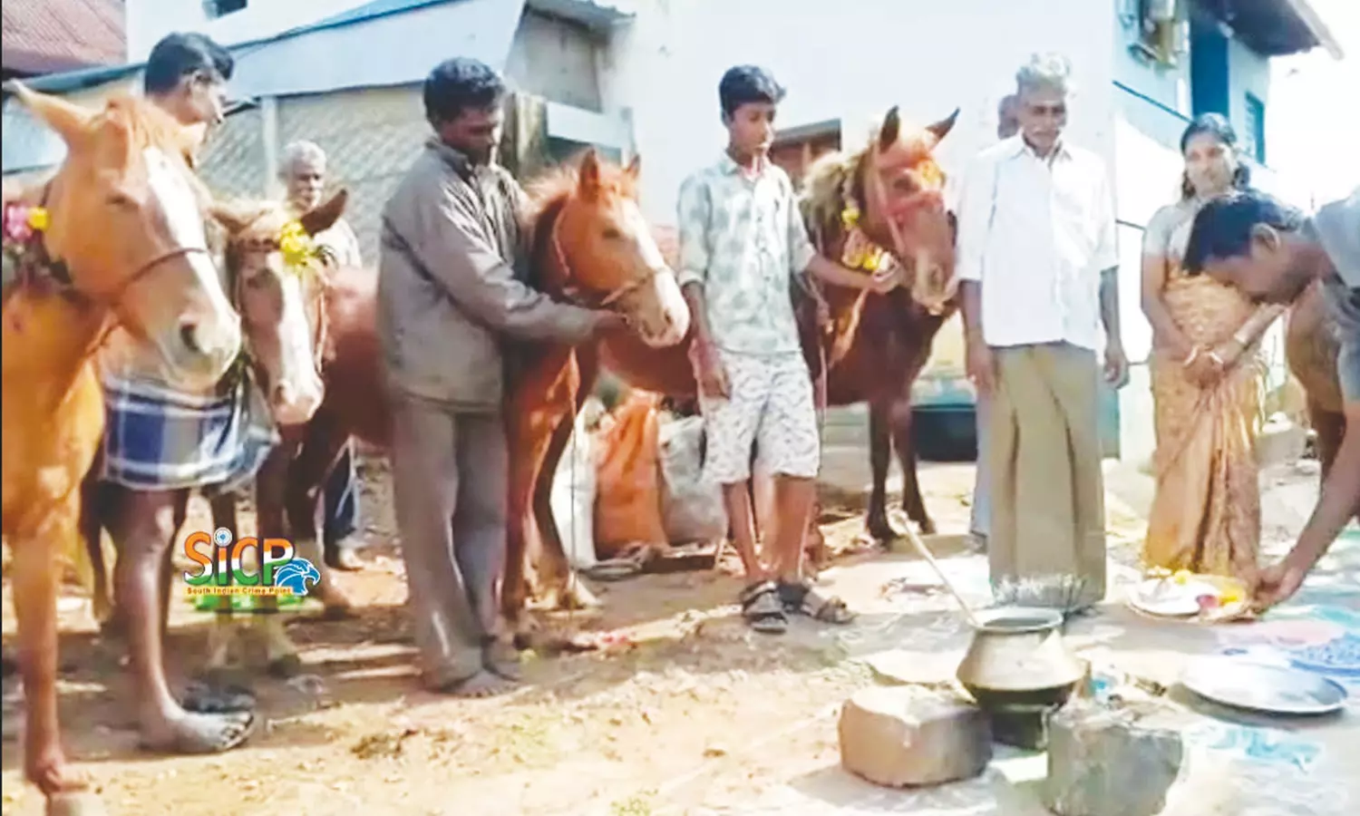 குதிரை பொங்கல் குதிரை பொங்கல்