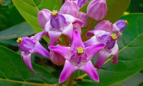 எருக்கன் இலையை வைத்து குளிப்பது ஏன்?