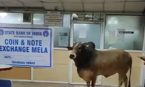 ஸ்டேட் வங்கிக்குள் நுழைந்த காளை மாடு- வைரலான வீடியோ