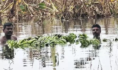 25 நாட்களாகியும் வடியாத வெள்ளம்: தண்ணீரில் நீந்திச்சென்று வாழைத்தார்களை வெட்டும் விவசாயிகள்