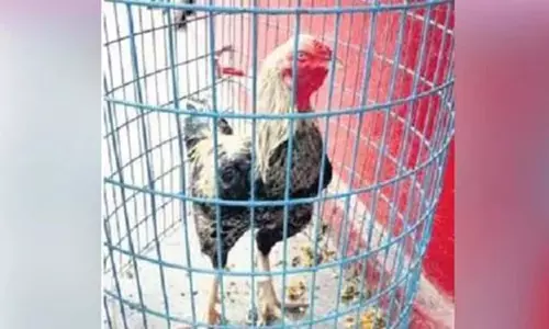 தெலுங்கானாவில் பஸ்சில் விட்டு சென்ற சண்டை சேவல் ஏலம்