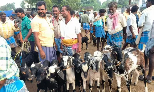 செஞ்சி வாரச்சந்தையில் பொங்கல் பண்டிகையையொட்டி ரூ.3 கோடிக்கு ஆடுகள் விற்பனை