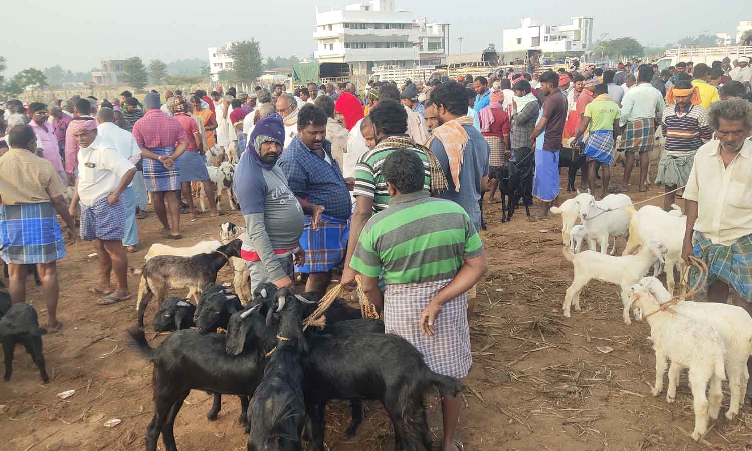 நாமக்கல் சந்தையில் ரூ. 1½ கோடிக்கு ஆடுகள் விற்பனை | Tamil News Rs 1 crore  worth goats sold in Namakkal