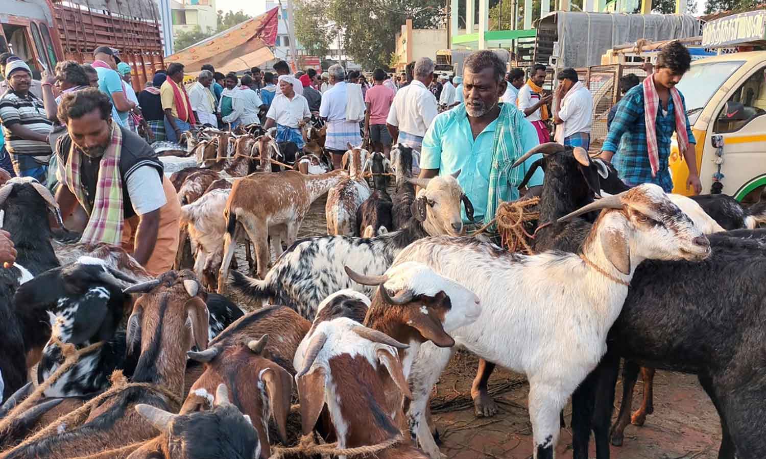 எட்டயபுரம் சந்தையில் ரூ.7 கோடிக்கு ஆடுகள் விற்பனை