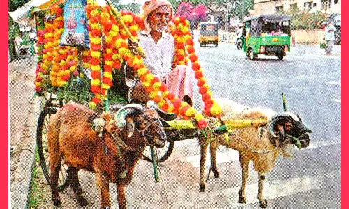 விவசாய வேலைகளில் அயராது உழைக்கும் வினோதமான ராம்-லட்சுமண் ஆட்டுக்கிடா வண்டி