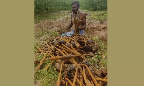 பொங்கல் பண்டிகைக்காக எட்டயபுரம் பகுதியில் பனங்கிழங்கு அறுவடை தீவிரம்